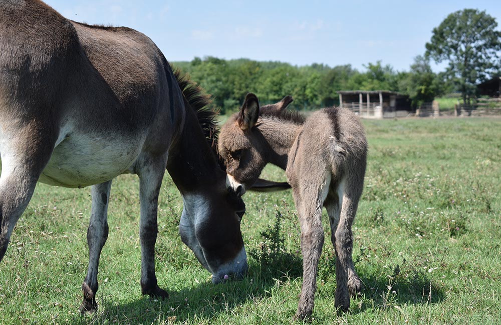 Zasavica - featured image